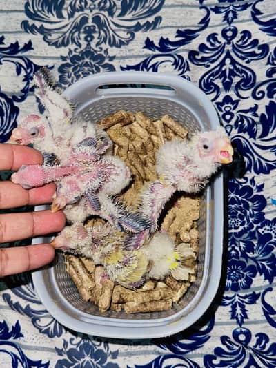 Rump chicks (Red opline)