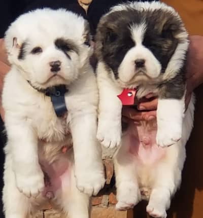 King Alabai pair pure breed security dog 2months for sale