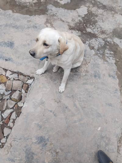 Labrador Dog / Male Dog / Dog For Sale
