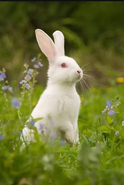 Red eyes rabbit