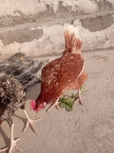 Good and Healthy Hens 