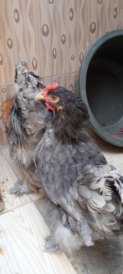 2 partridge silkie male and 2 blue buff females