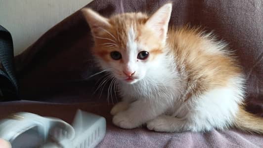 4 Persian Kittens for sale