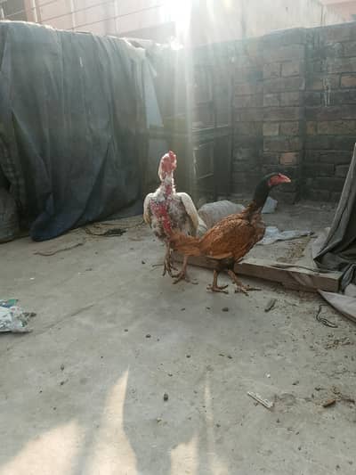 Aseel Hens Cheena and Thai