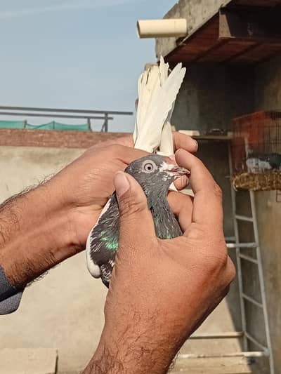 frozpori nd Golden pair