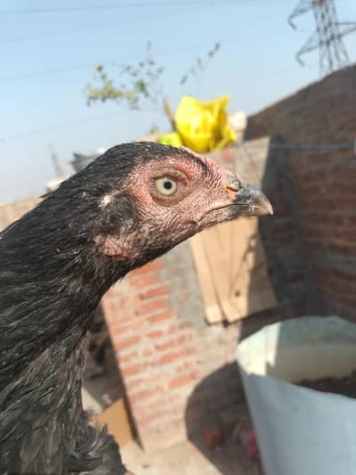 aseel females for sale 03177801657 only what's app