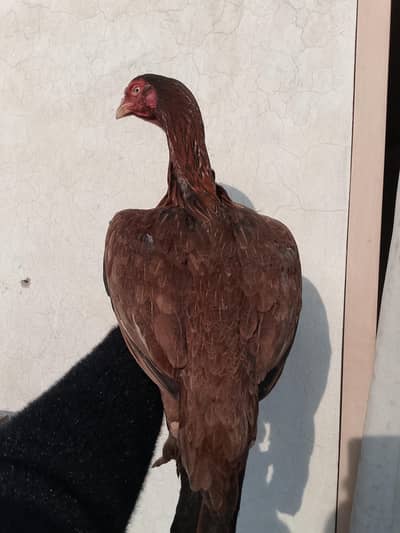 aseel females for sale