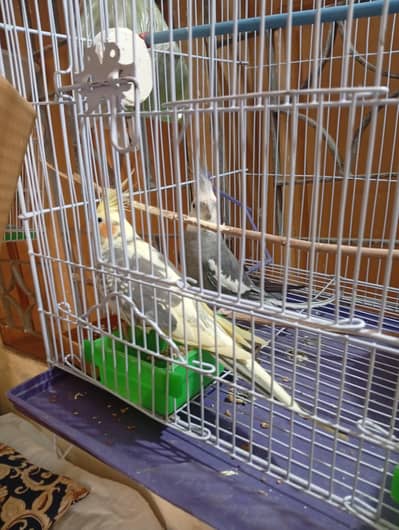 cocktail parrot breeding pair