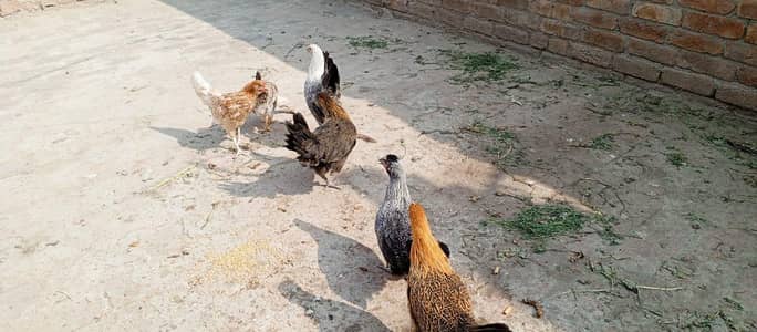 phatti murgiya for sale