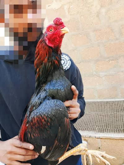 high quality lakha mushka 03711036880