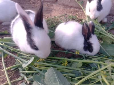 1 minth black and wight rabbits male female