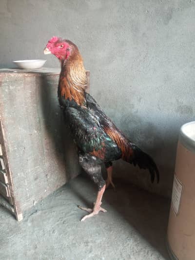 jerman shamo  long height hiegh quality