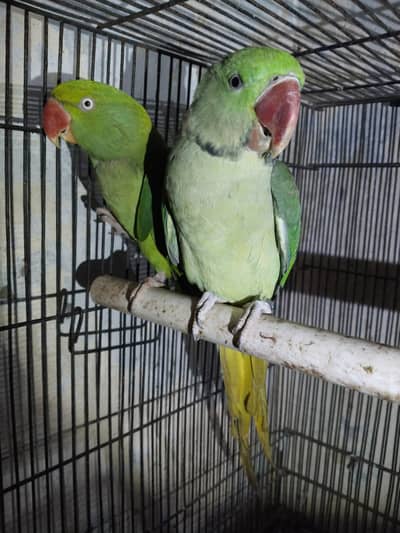 raw parrots