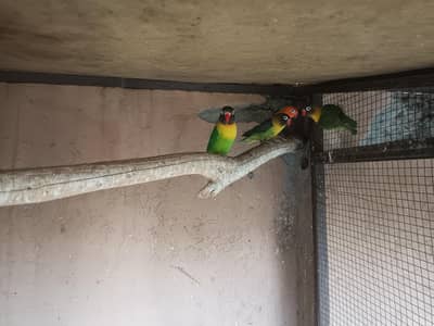 Black mask & lotino breeder pairs