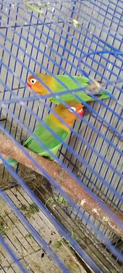 love bird breeder pair & cage for sale