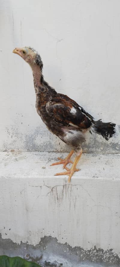 Mianwali Aseel Chick / Chozay / Hen