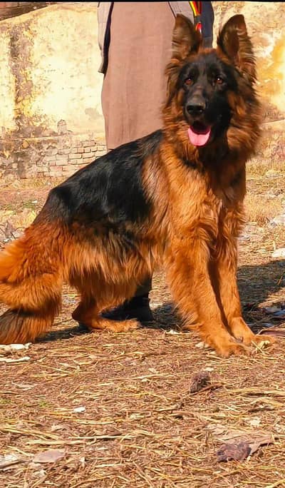 German shepherd dubble coat female for sale