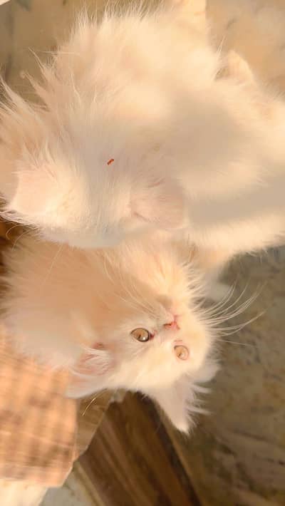 Pair of persian kitten