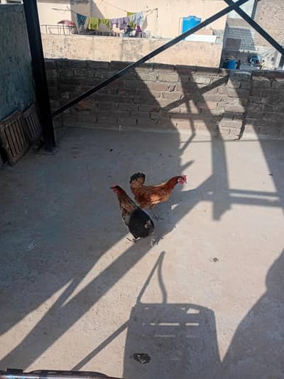 I want to sell my Hen My WhatsApp number 03315155676