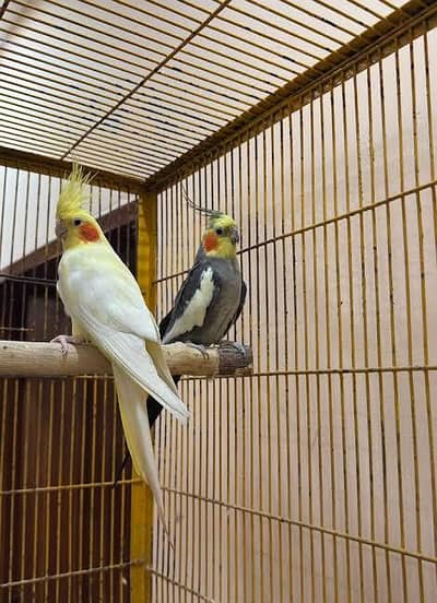 Cocktail Confirmed  breader  male