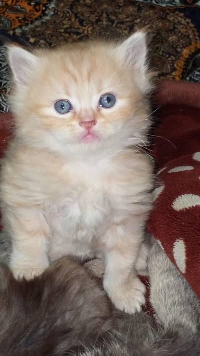 Triple Coted Kitten's