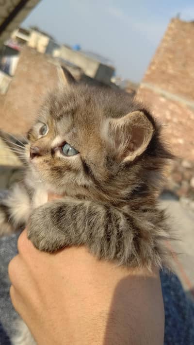 Triple Coted Kitten's