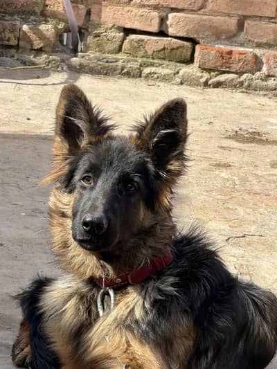 Long coat German Shepherd puppy