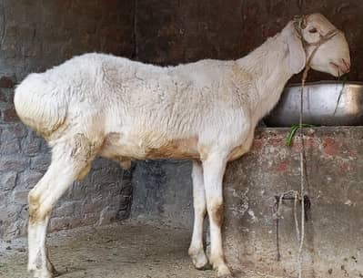 goat  dumba for sale