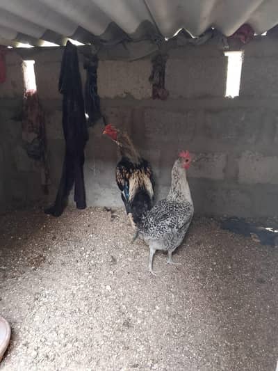 aseel murga or misri murgi