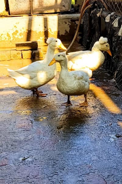 Ducks / turkey birds / low rate