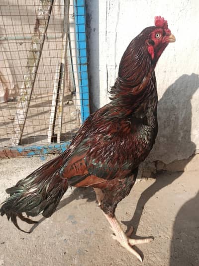 pure Aseel mourgy mourgi