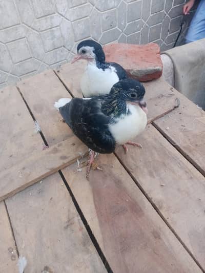 Black Sharazi Pigeon