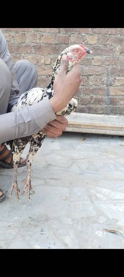 cheeni Madi 03127142751