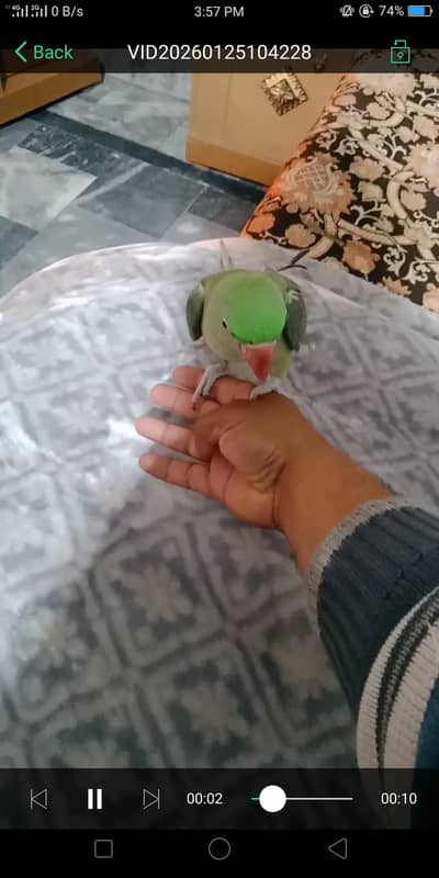 raw pair female hand male talking krta he hand tame nhii but bite nhii