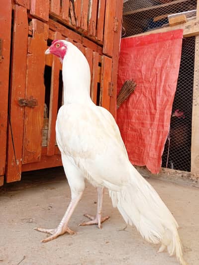 quality heera aseel patha(murga) for sale.