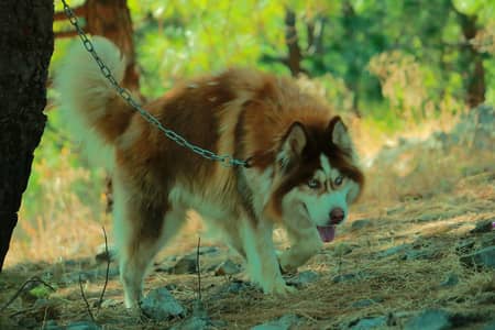 Selling My Siberian Husky Demand 170k