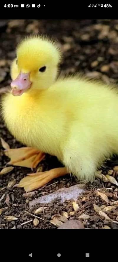 Baby duck