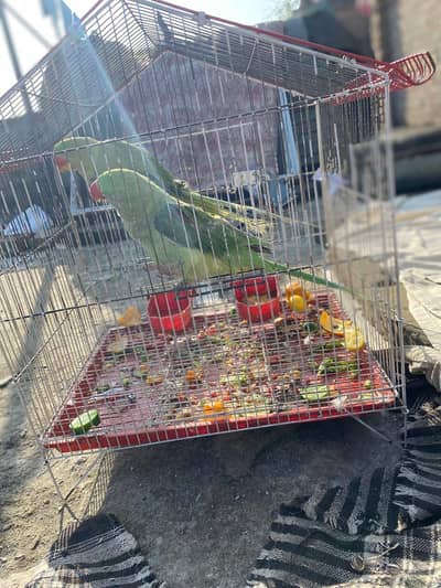 Healthy Raw Parrot for Sale | Active & Beautiful Parrot 8 month