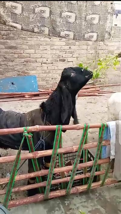Bakra for sale Qurbani 2026