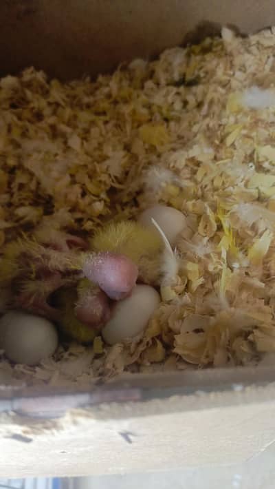 cokatail eno red eyes