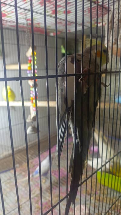 cokatail eno red eyes