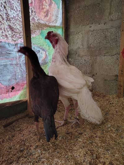 Aseel heera qandhari