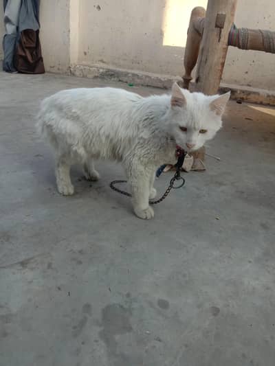 persin cat for sale