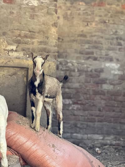 Beautiful abluk unique print Teddy male