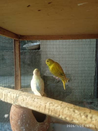 Pairs of budgies parrot