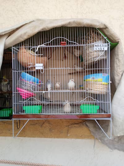 doves colony for sale . . 5 pairs with cage