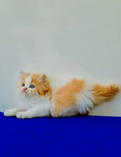 Persian triple coated kittens for sale (adult cats on adoption)