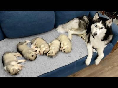 Adorable Husky Puppies Heavy Quality Whooly Coat Blue eyes