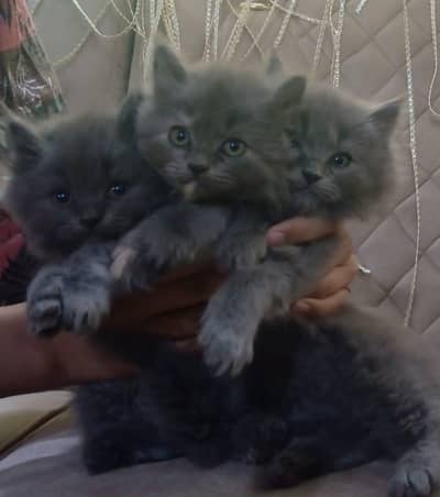 pure persian Kittens