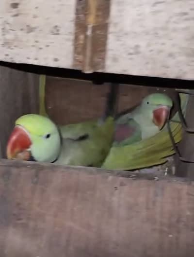 Raw Parrot breeder pair